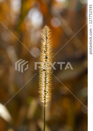 Setaria pumila in autumn in a wild field Setaria pumila in autumn in a wild field 127752591