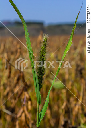 Setaria pumila in autumn in a wild field 127752594
