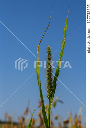 Setaria pumila in autumn in a wild field 127752595