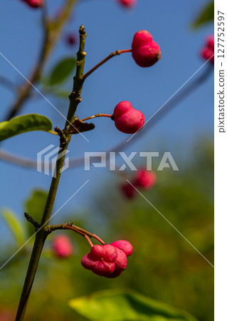 European Spindle Euonymus europaea in park. Red Cascade An autumnal close up image of the deciduous shrub euonymus europaeus European Spindle Euonymus europaea in park. Red Cascade An autumnal close up image of the deciduous shrub euonymus europaeus 127752597