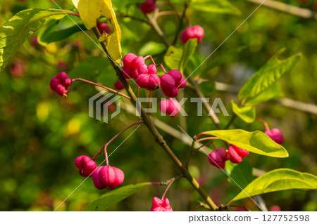 European Spindle Euonymus europaea in park. Red Cascade An autumnal close up image of the deciduous shrub euonymus europaeus European Spindle Euonymus europaea in park. Red Cascade An autumnal close up image of the deciduous shrub euonymus europaeus 127752598