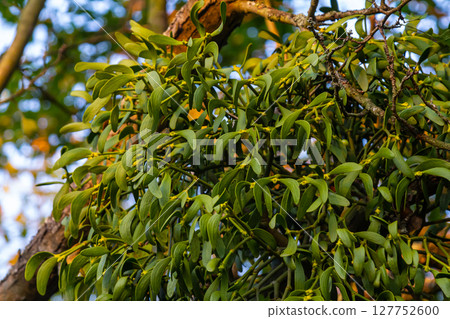 green branches of white mistletoe close-up, Viscum album, Santalaceae, symbol romance, fertility, and vitality, hemiparous plant, tree killer, spring pruning of trees, white mistletoe on tree branches green branches of white mistletoe close-up, Viscum album, Santalaceae, symbol romance, fertility, and vitality, hemiparous plant, tree killer, spring pruning of trees, white mistletoe on tree branches 127752600