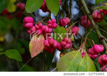 European Spindle Euonymus europaea in park. Red Cascade An autumnal close up image of the deciduous shrub euonymus europaeus 127752601
