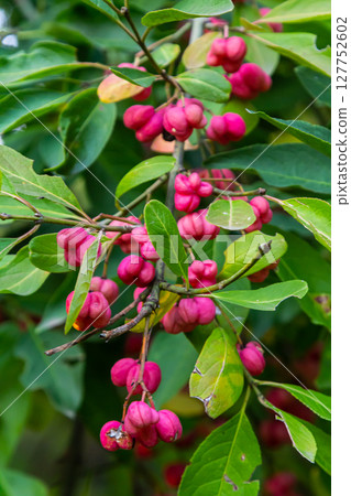 European Spindle Euonymus europaea in park. Red Cascade An autumnal close up image of the deciduous shrub euonymus europaeus 127752602