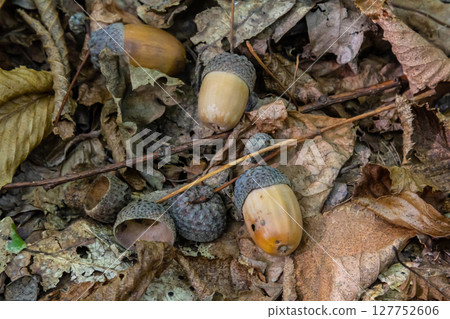 Autumn background fallen oak leaves and ripe acorns lie on the forest ground. Quercus robur, commonly known as petiolate oak, European oak 127752606