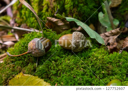Autumn background fallen oak leaves and ripe acorns lie on the forest ground. Quercus robur, commonly known as petiolate oak, European oak 127752607