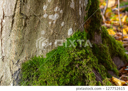 A hornbeam tree is covered with moss 127752615