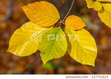 Autumn coloured beech leaves on a grey background in a forest. Autumn nature Autumn coloured beech leaves on a grey background in a forest. Autumn nature 127752625