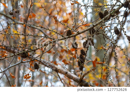 Larch tree branches with small cones in autumn. Small cones on a green branch of a fir tree. Fall nature background in yellow shades Larch tree branches with small cones in autumn. Small cones on a green branch of a fir tree. Fall nature background in yellow shades 127752626