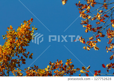 Backgrond of tree in autumn beech forest Backgrond of tree in autumn beech forest 127752628
