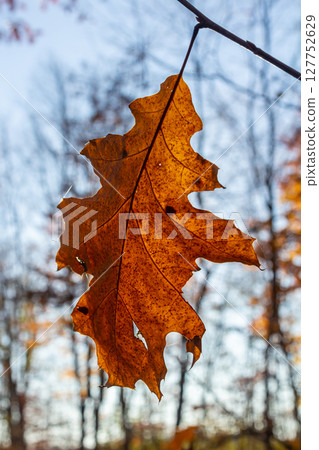 Oak leaves turning colors still on the branches of the tree being backlit by the bright sunlight of the autumn season 127752629