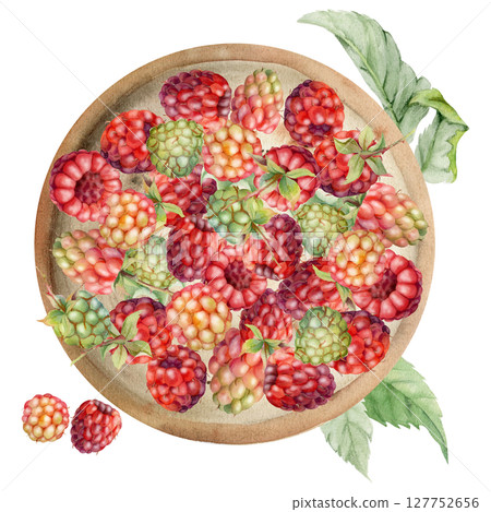 Raspberry served on ceramic dish with leaves on stalks, ripe picked garden berry dewberry cloudberry mulberry harvest. Isolated illustration hand drawn in watercolor. Farmers market grocery preserves Raspberry served on ceramic dish with leaves on stalks, ripe picked garden berry dewberry cloudberry mulberry harvest. Isolated illustration hand drawn in watercolor. Farmers market grocery preserves 127752656