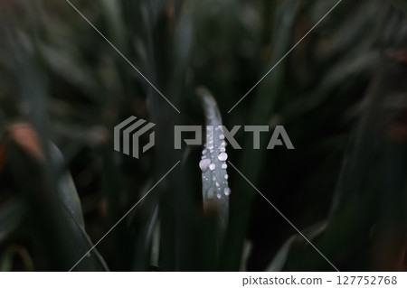 A single drop of dew glistening on a blade of green grass against a dark background, highlighting the beauty of nature in the morning A single drop of dew glistening on a blade of green grass against a dark background, highlighting the beauty of nature in the morning 127752768