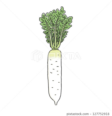 Radish watercolor style 127752918