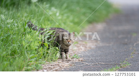 Stray cat coming out of the bushes, brown tabby cat 127753101