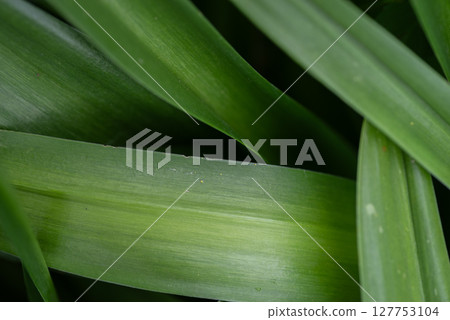 Beautiful overlapping green leaves 127753104