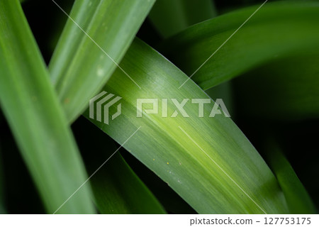 Beautiful overlapping green leaves 127753175