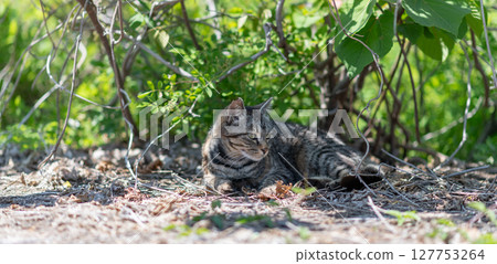 Cute stray cat relaxing in the shade 127753264