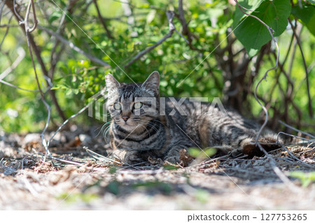 Cute stray cat relaxing in the shade 127753265