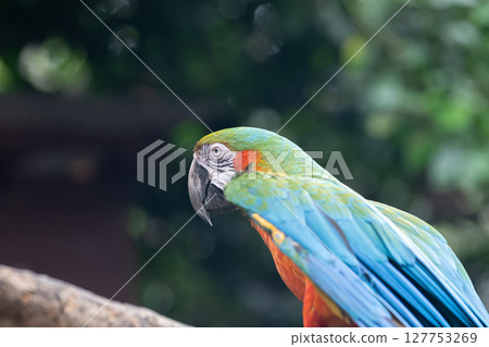 Macaw spreading its wings Macaw spreading its wings 127753269