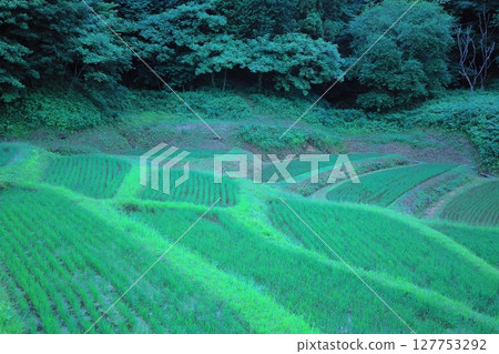 Firefly Village: Ishihata Rice Terraces, Mogi Town, Tochigi Prefecture Firefly Village: Ishihata Rice Terraces, Mogi Town, Tochigi Prefecture 127753292