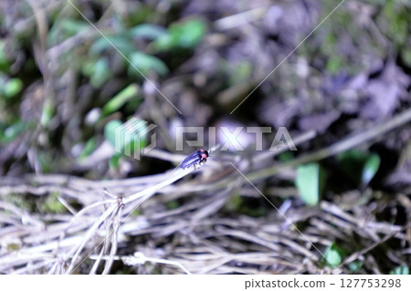 平家螢火蟲 / 栃木縣茂木町石畑 平家螢火蟲 / 栃木縣茂木町石畑 127753298