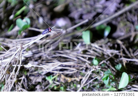 Heike fireflies / Ishihata, Mogi Town, Tochigi Prefecture Heike fireflies / Ishihata, Mogi Town, Tochigi Prefecture 127753301