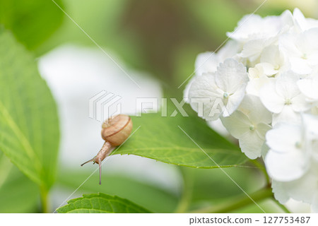 白色繡球花和蝸牛 127753487