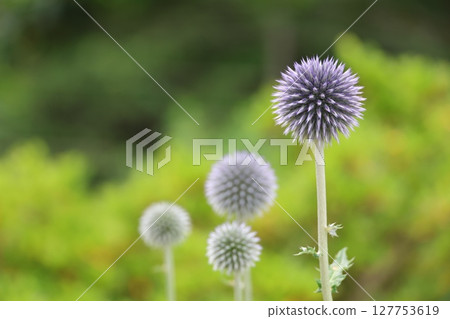 Landscape of blue thistle blooming Landscape of blue thistle blooming 127753619