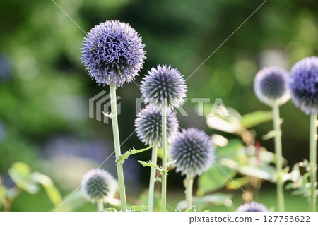 Scenery of blue thistle blooming Scenery of blue thistle blooming 127753622