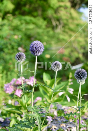 藍薊花盛開的風景 藍薊花盛開的風景 127753623