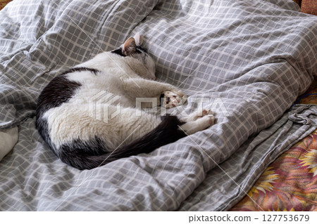 A black and white cat sleeps peacefully lying on side on a sofa covered with a thick mattress and bedspread. Rest and relaxation of pets, relaxation area in home. Nice funny photo A black and white cat sleeps peacefully lying on side on a sofa covered with a thick mattress and bedspread. Rest and relaxation of pets, relaxation area in home. Nice funny photo 127753679