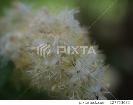 The pretty white flowers of the sawafutagi tree blooming in May 127753683