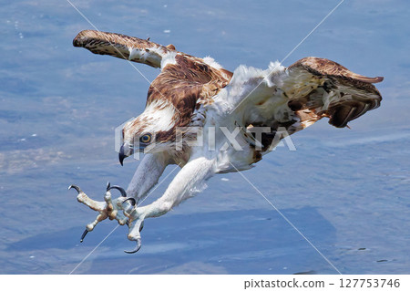 魚鷹張開爪子瞄準獵物 127753746