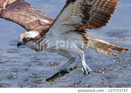 An osprey catching a fish and jumping out of the river 127753747
