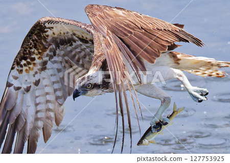 Osprey catching a sweetfish 127753925