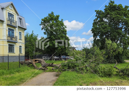 broken tree on the road 127753996