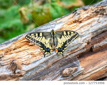 Old World swallowtail (Papilio machaon) close up Old World swallowtail (Papilio machaon) close up 127753998