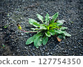 蒲公英花蕾 127754350