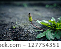 蒲公英花蕾 127754351