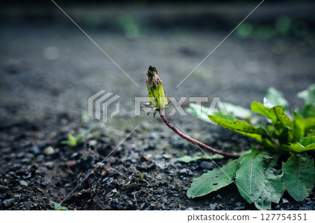 蒲公英花蕾 127754351