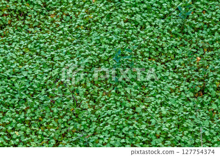 Aquatic grass image [Summer grass, background] 127754374