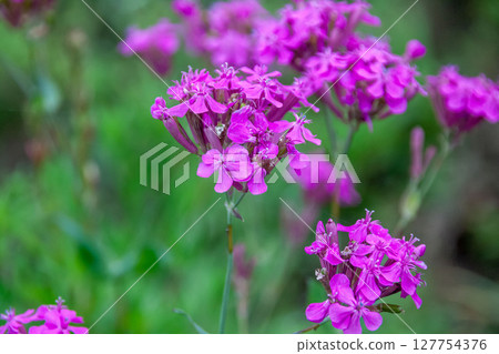 The Venus Flytrap Dianthus is a biennial plant of the Caryophyllaceae family and is also known as the Venus Flytrap Dianthus. The Venus Flytrap Dianthus is a biennial plant of the Caryophyllaceae family and is also known as the Venus Flytrap Dianthus. 127754376