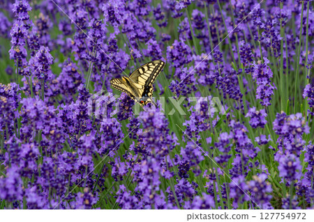 薰衣草和鳳蝶花盛開 薰衣草和鳳蝶花盛開 127754972