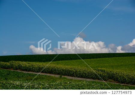Summer green field and blue sky Summer green field and blue sky 127754973