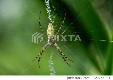 夏天在花園裡築巢的長尾蜘蛛 127754981