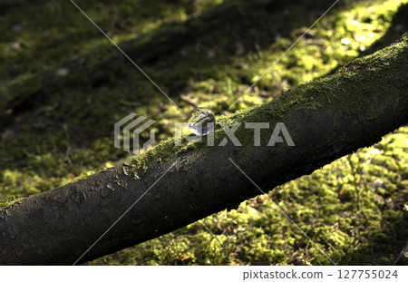 Moss-covered tree trunk in a vibrant forest, surrounded by lush greenery. Sunlight filters through 127755024