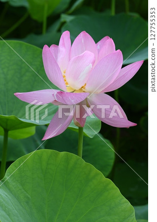 Oga lotus photographed at the Kannari Ancient Lotus Village in Tomioka City Oga lotus photographed at the Kannari Ancient Lotus Village in Tomioka City 127755353