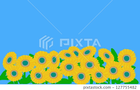 向日葵成簇生長,藍天背景圖 向日葵成簇生長,藍天背景圖 127755482