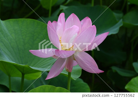 富岡市神成古蓮花村拍攝的男鹿蓮花 127755562